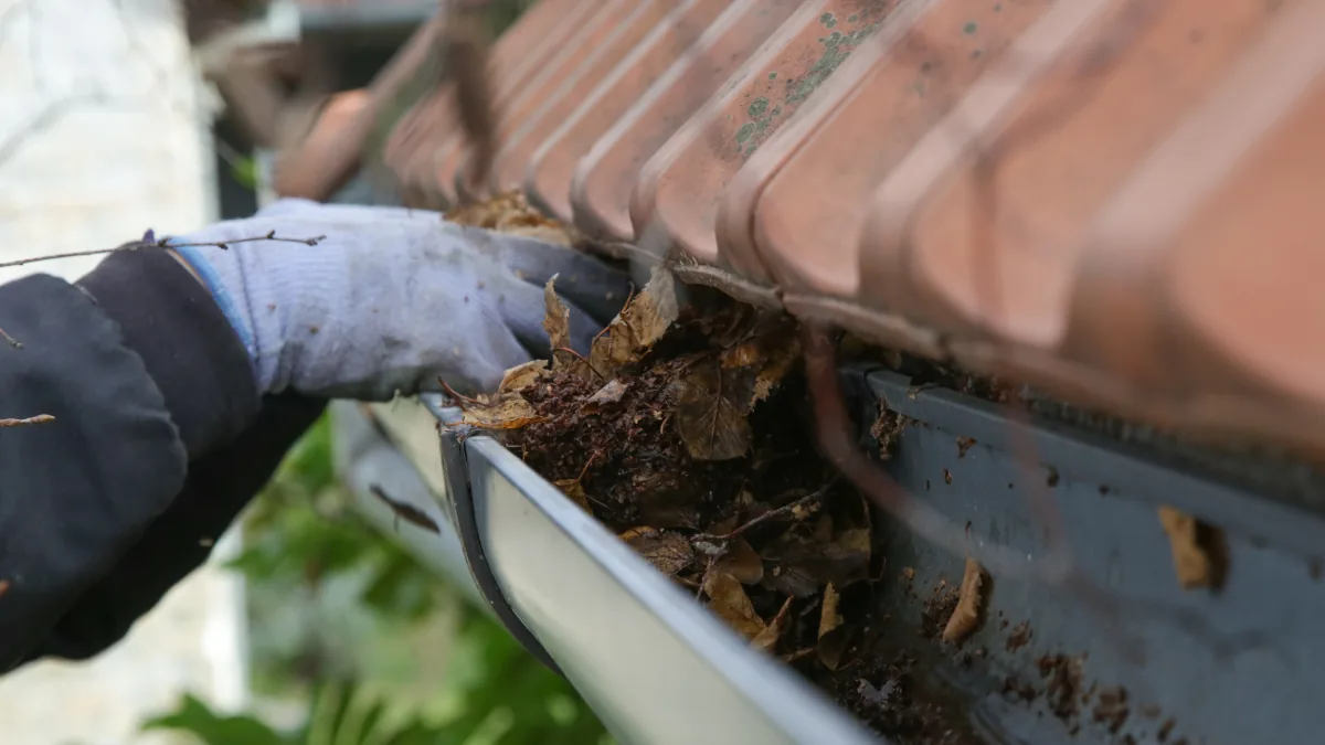 A gloved hand lifting leaves and silt out of a gutter